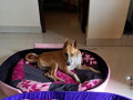 lost-country-dog-near-theppakulam-at-12am-january-1st-2024-small-2