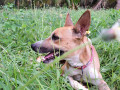 lost-country-dog-near-theppakulam-at-12am-january-1st-2024-small-1