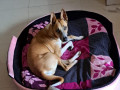 lost-country-dog-near-theppakulam-at-12am-january-1st-2024-small-3