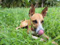 lost-country-dog-near-theppakulam-at-12am-january-1st-2024-small-4
