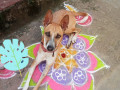 lost-country-dog-near-theppakulam-at-12am-january-1st-2024-small-0