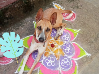 Lost country dog near theppakulam at 12AM January 1st 2024