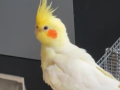 cockatiel-bird-flew-away-small-1
