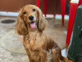 tubby-cocker-spaniel-missing-in-valencia-mangalore-small-0