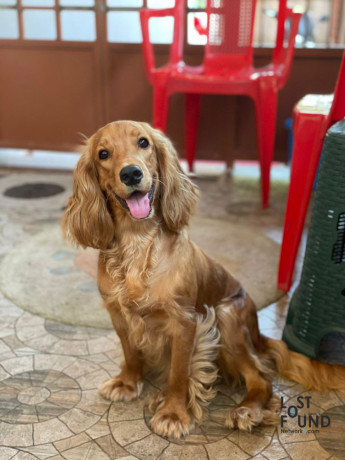 tubby-cocker-spaniel-missing-in-valencia-mangalore-big-0