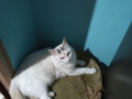 white-cat-missing-with-black-spots-on-head-small-1