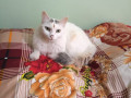 white-cat-missing-with-black-spots-on-head-small-0