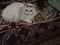 white-cat-missing-with-black-spots-on-head-small-2