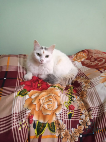 white-cat-missing-with-black-spots-on-head-big-0