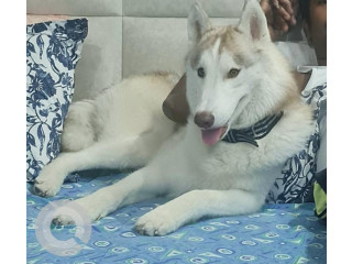 Missing: White and Grey Male Husky Dog from Palam fly, Rashi Apartments, Sector 7, Dwarka