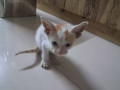 please-help-find-a-home-for-this-cute-kitten-small-1