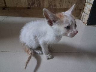 Please help find a home for this cute kitten.