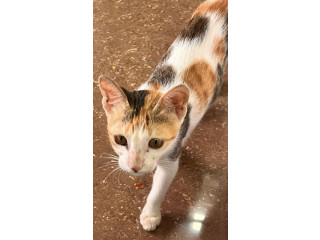This cat was found around RMMS Ground in Dahisar.