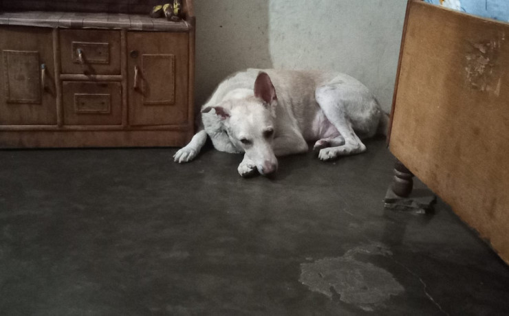 our-beloved-dog-chiku-is-missing-big-0