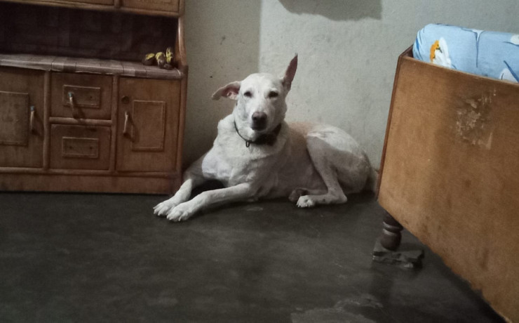 our-beloved-dog-chiku-is-missing-big-1