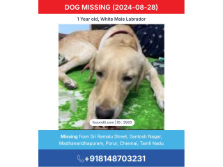 A White Male Labrador Dog Missing