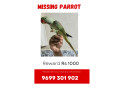 parrot-male-lost-small-0