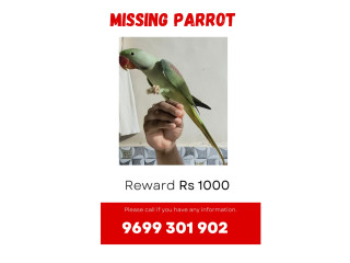 Parrot male lost