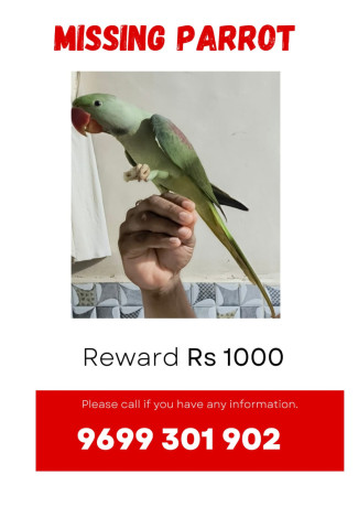 parrot-male-lost-big-0