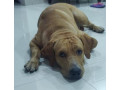 found-a-pet-at-malad-small-0
