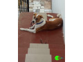 pet-missing-from-ayanapakam-small-0