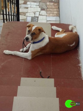 pet-missing-from-ayanapakam-big-0