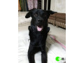 pet-missing-from-vasai-small-0