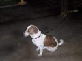pet-found-at-malad-west-small-0