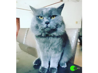 Pet missing from Opera Estate (Figaro st)