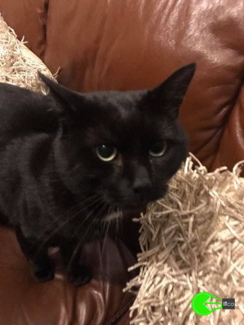 cat-missing-from-liverpool-big-0