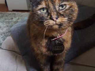 Cat missing from wavetree area L7 Spofforth Road