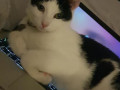pet-missing-from-west-derbydovecot-area-small-0