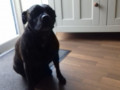 pet-missing-from-liverpool-small-0