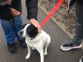pet-found-at-huyton-small-0