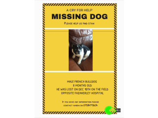Pet missing near from Fazakerley hospital