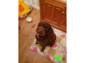 pet-found-outside-sacred-heart-lower-site-small-0