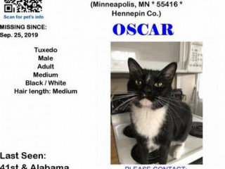 Cat missing from ALABAMA AVE