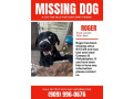 missing-dog-small-0