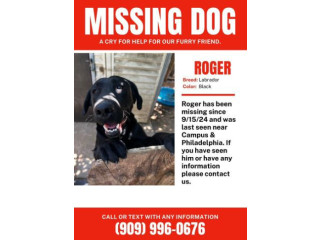 MISSING DOG