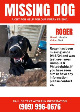 missing-dog-big-0