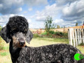 lost-poodle-at-river-heights-utah-small-0